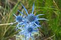 eryngium campestre